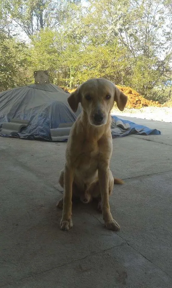 Cachorro ra a Sem raça idade 3 anos nome Não sei