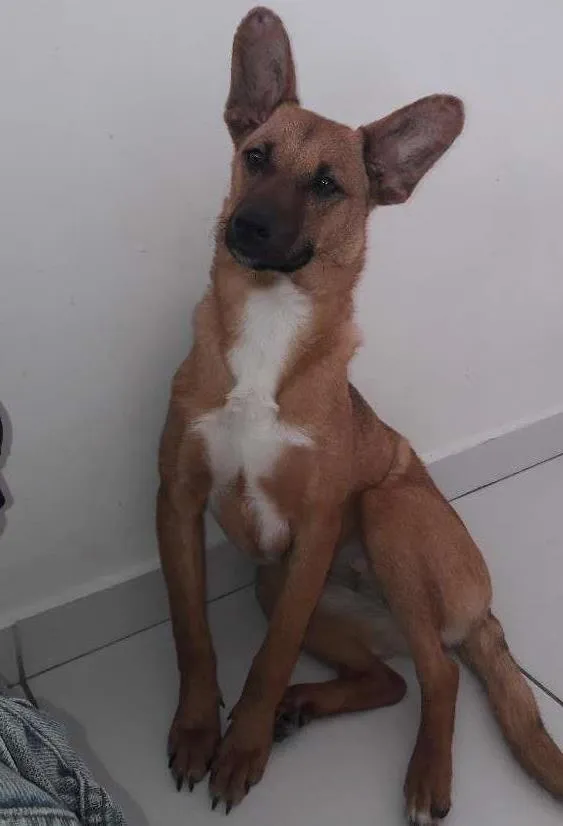 Cachorro ra a Vira lata idade 7 a 11 meses nome Dora