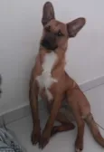 Dora