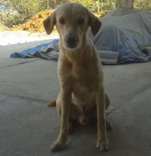 Cachorro raça Sem raça idade 3 anos nome Não sei