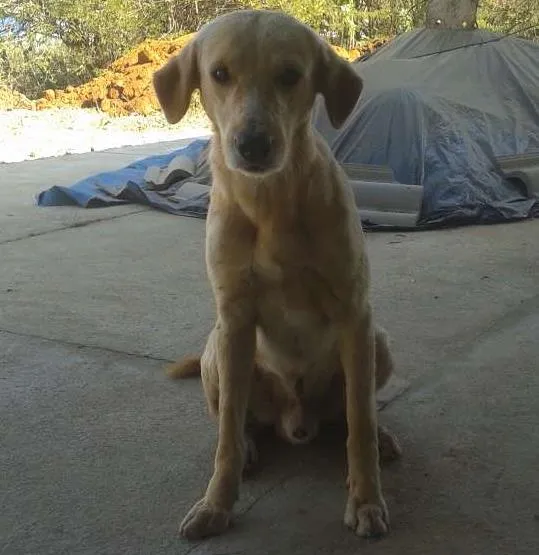 Cachorro ra a Sem raça idade 3 anos nome Não sei