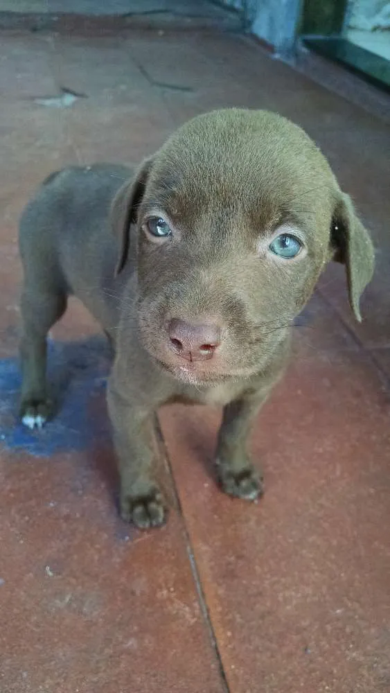 Cachorro ra a Misto idade Abaixo de 2 meses nome FilhotesMisto