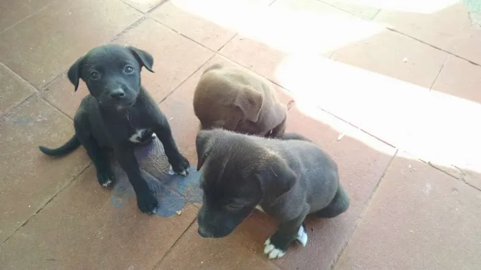 Cachorro ra a Misto idade Abaixo de 2 meses nome FilhotesMisto