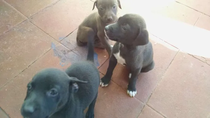 Cachorro ra a Misto idade Abaixo de 2 meses nome FilhotesMisto
