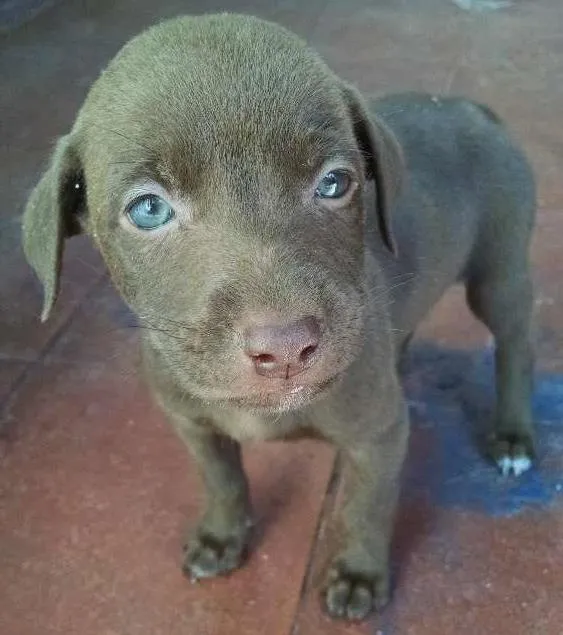 Cachorro ra a Misto idade Abaixo de 2 meses nome FilhotesMisto