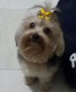 Cachorro ra a Yorkshire idade 3 anos nome Aika