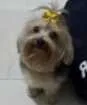 Cachorro raça Yorkshire idade 3 anos nome Aika