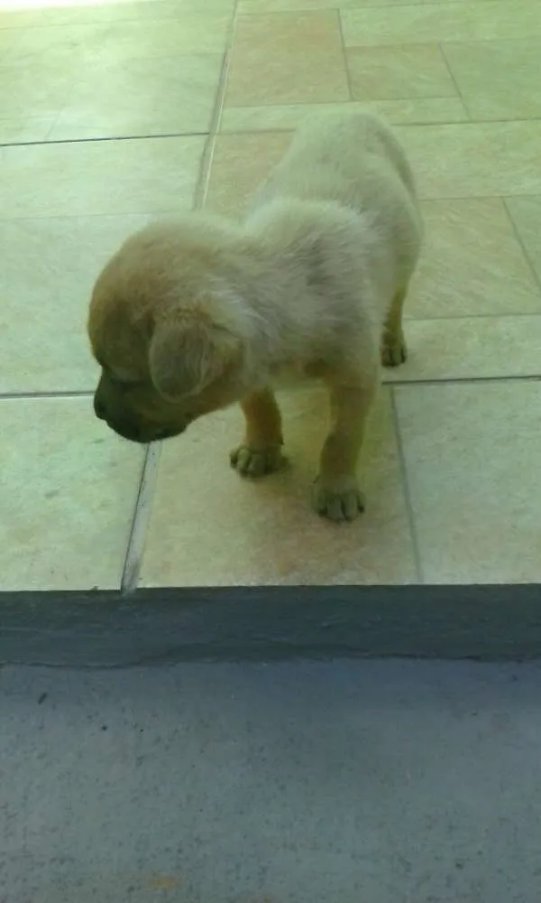 Cachorro raça não sei idade 2 a 6 meses nome sem nome