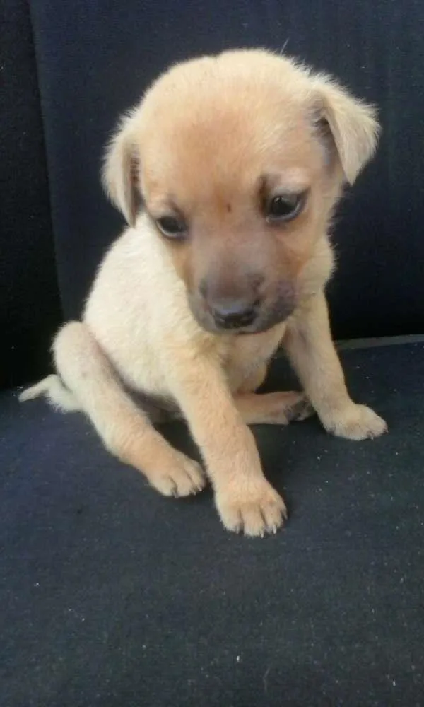 Cachorro raça não sei idade 2 a 6 meses nome sem nome