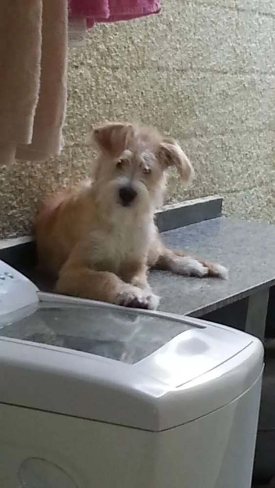 Cachorro ra a vira-lata idade 7 a 11 meses nome Spike