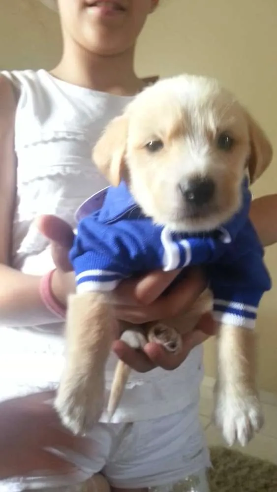 Cachorro ra a vira-lata idade 7 a 11 meses nome Spike