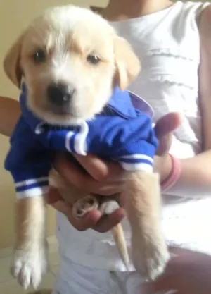 Cachorro raça vira-lata idade 7 a 11 meses nome Spike