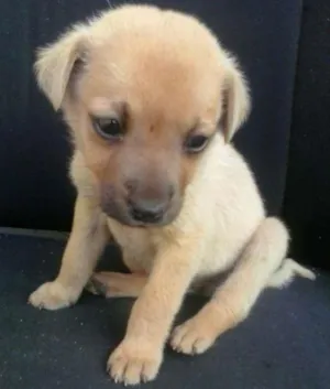 Cachorro raça não sei idade 2 a 6 meses nome sem nome