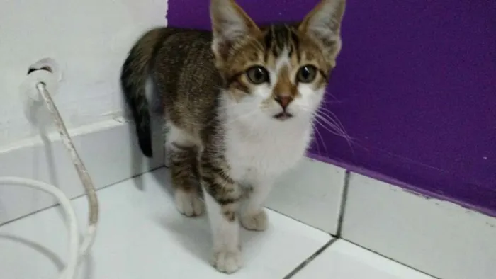 Gato ra a SRD idade 2 a 6 meses nome Nina, Lia, Lili
