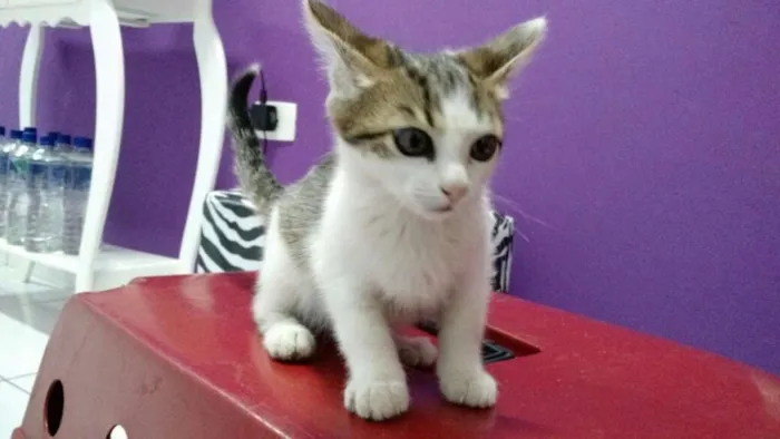 Gato ra a SRD idade 2 a 6 meses nome Nina, Lia, Lili