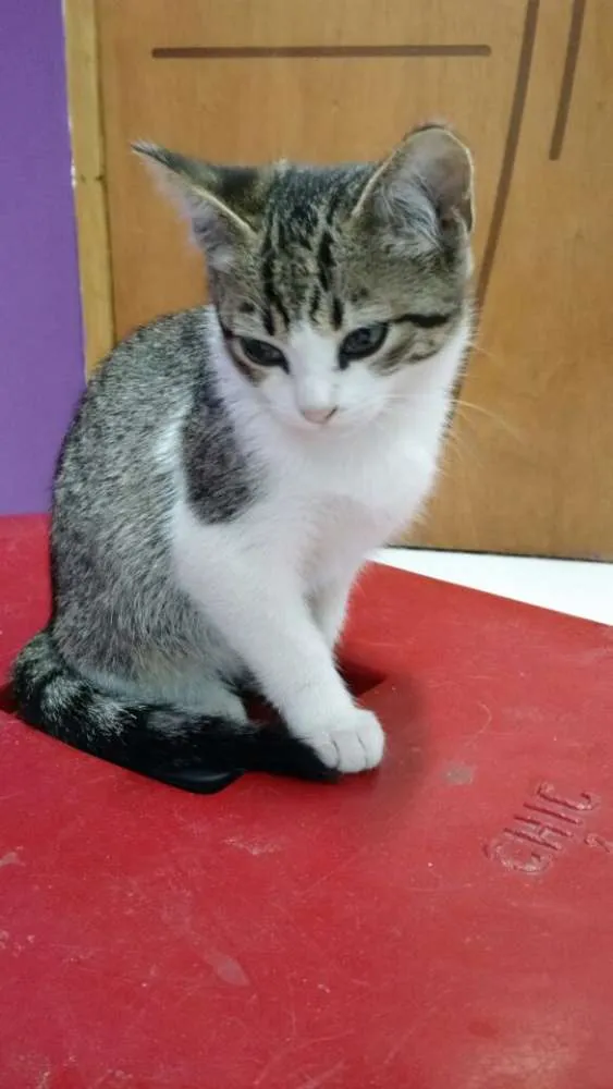 Gato ra a SRD idade 2 a 6 meses nome Nina, Lia, Lili