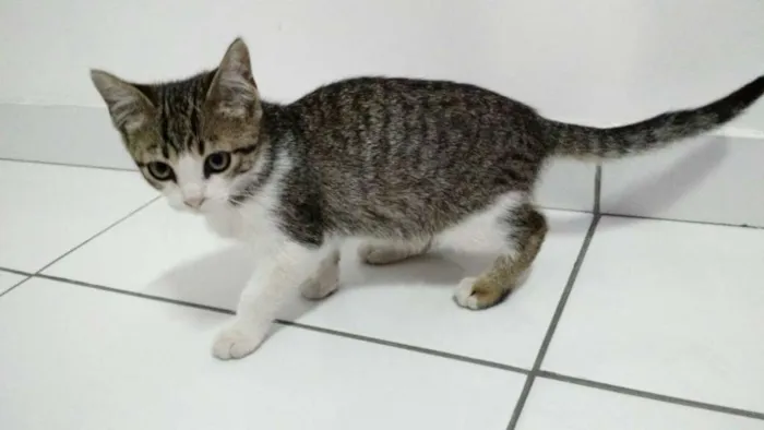 Gato ra a SRD idade 2 a 6 meses nome Nina, Lia, Lili
