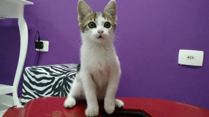 Gato ra a SRD idade 2 a 6 meses nome Nina, Lia, Lili