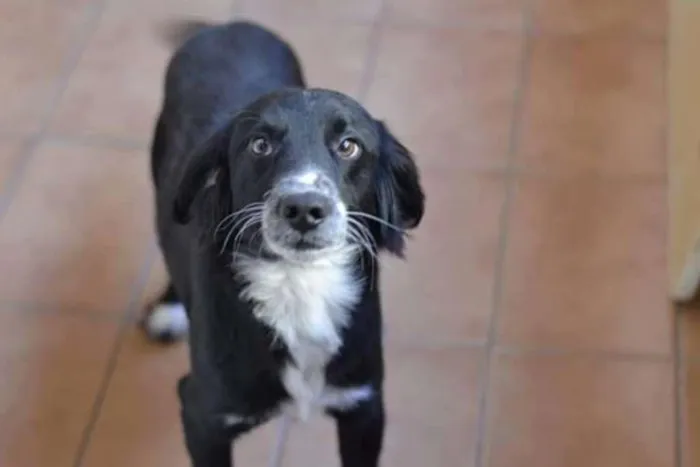 Cachorro ra a Vira lata com cocker idade 3 anos nome Dog