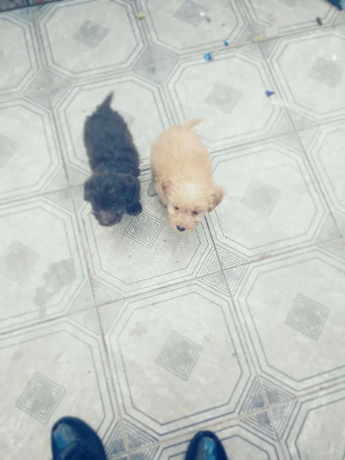Cachorro raça Puldo/mautes idade 2 a 6 meses nome São três filhotes