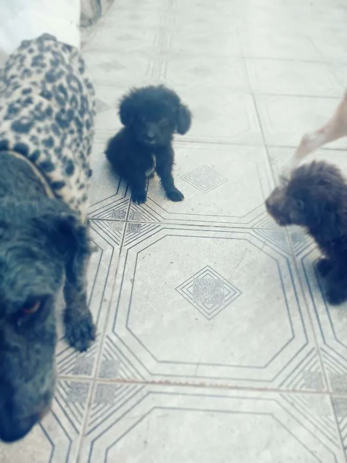 Cachorro raça Puldo/mautes idade 2 a 6 meses nome São três filhotes