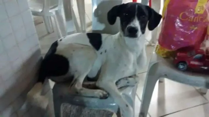 Cachorro ra a Vira lata idade 1 ano nome Zezinho