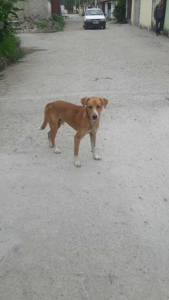 Cachorro ra a Vira lata idade 1 ano nome Bilu