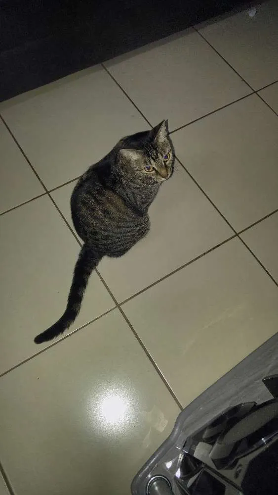 Gato raça indefinida idade 5 anos nome Pucca