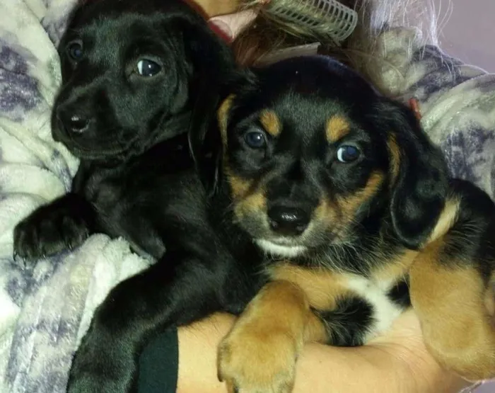 Cachorro ra a Vira lata idade Abaixo de 2 meses nome Filhotes