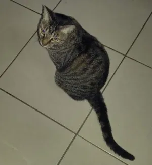 Gato raça indefinida idade 5 anos nome Pucca