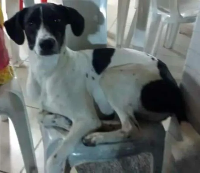 Cachorro ra a Vira lata idade 1 ano nome Zezinho