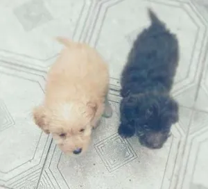 Cachorro raça Puldo/mautes idade 2 a 6 meses nome São três filhotes