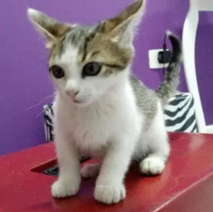 Gato raça SRD idade 2 a 6 meses nome Nina, Lia, Lili