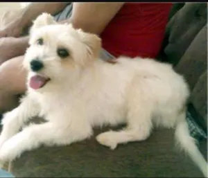 Cachorro raça SR idade 2 a 6 meses nome SN