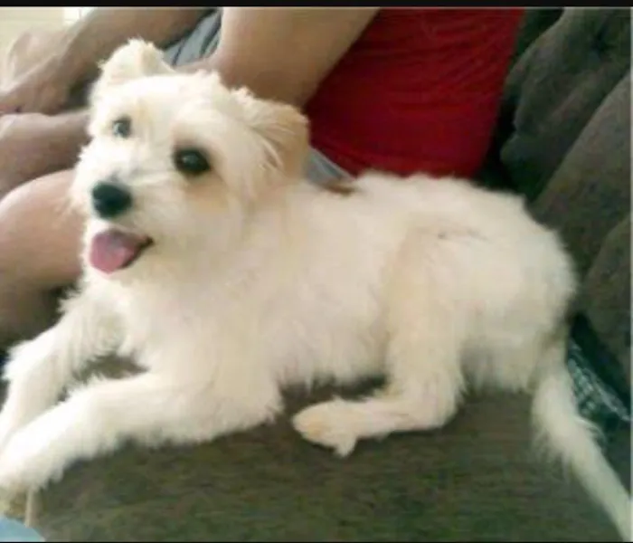 Cachorro ra a SR idade 2 a 6 meses nome SN
