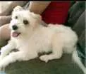 Cachorro raça SR idade 2 a 6 meses nome SN