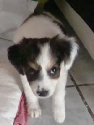 Cachorro raça SR idade 2 a 6 meses nome SN