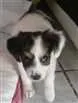 Cachorro raça SR idade 2 a 6 meses nome SN