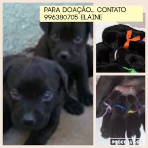 Cachorro raça SR idade  nome SN