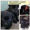 Cachorro raça SR idade  nome SN