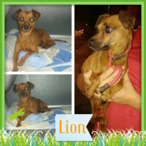 Cachorro raça PINSCHER idade 4 anos nome LION