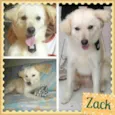 ZACK