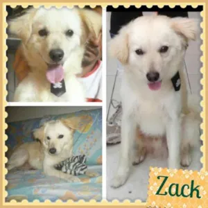 Cachorro raça SRD idade 1 ano nome ZACK