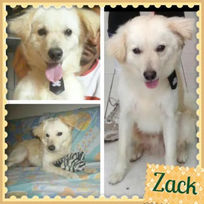 Cachorro ra a SRD idade 1 ano nome ZACK
