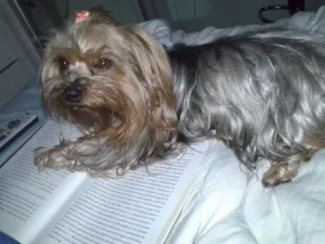 Cachorro raça Yorkshire idade 6 ou mais anos nome NINA