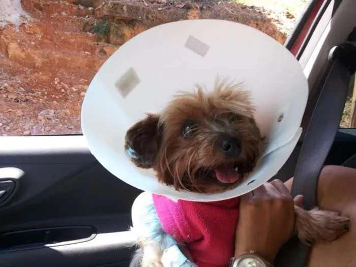 Cachorro raça Yorkshire idade 6 ou mais anos nome NINA