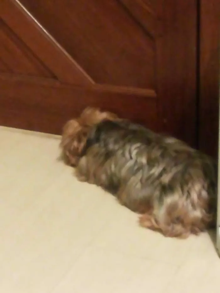 Cachorro raça Yorkshire idade 6 ou mais anos nome NINA