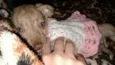 Shira
