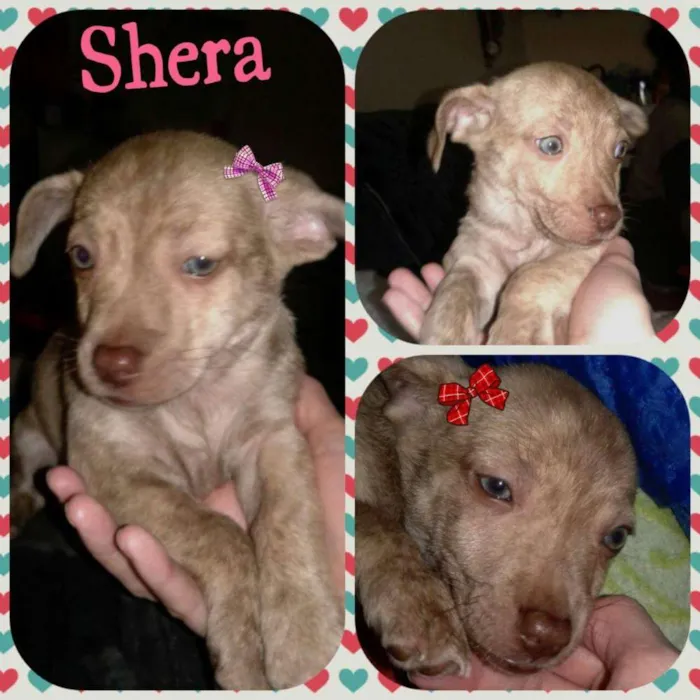 Cachorro ra a Srd  idade Abaixo de 2 meses nome Shira 
