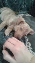 Shira